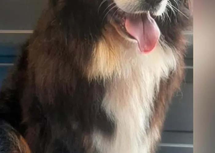 Bed and Breakfast Prinshaerlyck Overnachten 4*